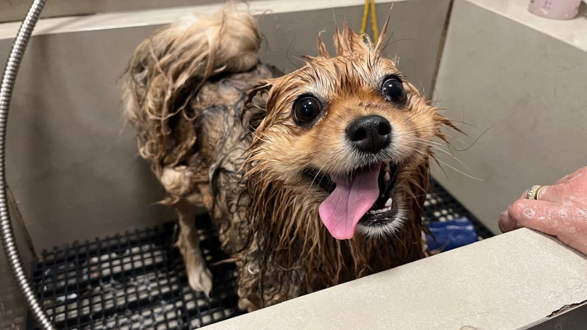 Banho e tosa para cães