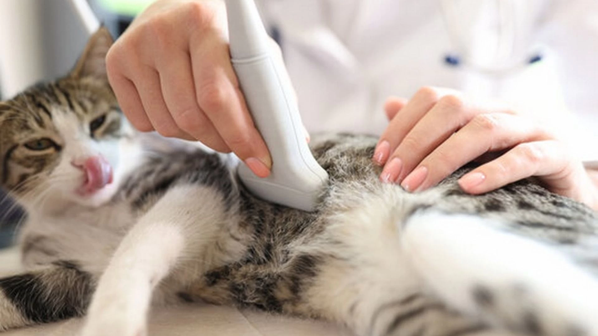 Ultrassom Veterinário